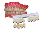 Kategoriebild Denture Teeth